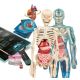 4. Zestaw Clementoni - Super anatomia