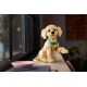 8. LEGO 11384 Icons - Szczeniak golden retriever