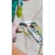 5. Edelrid JUL 2 Stal