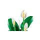 20. LEGO Botanical 11504 Skrzydłokwiat w doniczce