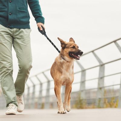 5. SMYCZ DLA PSA 150x1,2CM Z POJEMNIKIEM