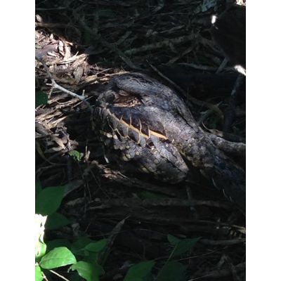 11. Celestron Regal M2 65ED luneta 48x BaK-4 Czarny, Zielony