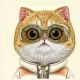 10. Etui Nimmy Cool&Cute 2.0 Cat na iPhone 16 - zielone