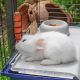 10. FERPLAST Rabbit 120 - klatka dla królika