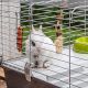 8. FERPLAST Rabbit 100 - klatka dla królika