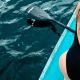 5. VIRTUFIT DESKA SUP SURFER 305 Z ŻAGLEM I AKCESORIAMI CZARNY
