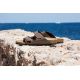 14. Klapki Birkenstock Arizona Bs M 0151181