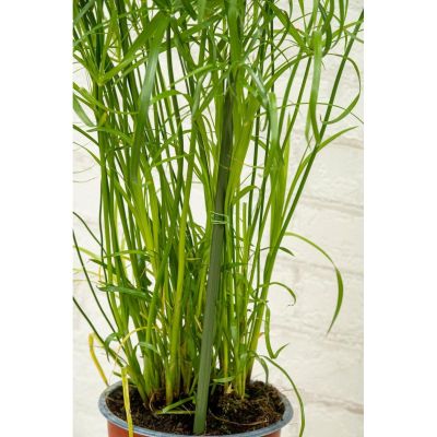 12. PODPORA TYCZKA DO ROŚLIN 6SZT 50-80CM KINZO