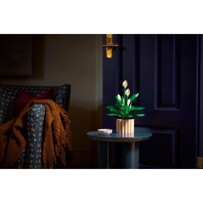 7. LEGO Botanical 11504 Skrzydłokwiat w doniczce