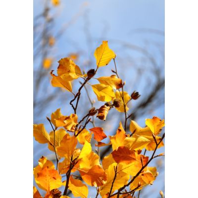 11. Canon EOS R50, White + RF-S 18-45mm F4.5-6.3 IS STM Kit Bezlusterkowiec 24,2 MP CMOS 6000 x 4000 px Biały