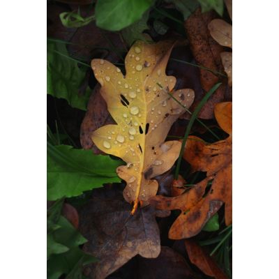 10. Canon EOS R50, Black + RF-S 18-45mm F4.5-6.3 IS STM Kit Bezlusterkowiec 24,2 MP CMOS 6000 x 4000 px Czarny