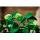 15. LEGO Botanical Collection 11512 - Wiszące epipremnum złociste