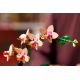 7. LEGO Botanical Collection 10343 - Mała orchidea