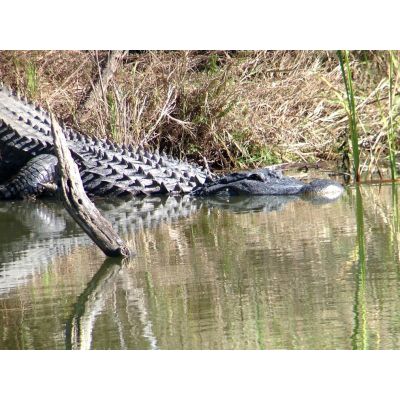 9. Celestron Regal M2 65ED luneta 48x BaK-4 Czarny, Zielony