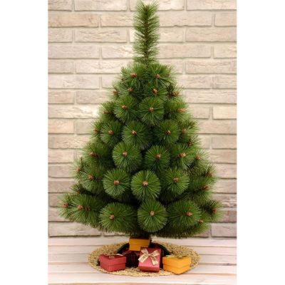 5. CHOINKA ŻYŁKA KLARA NIEROZCZEPIONA 50CM