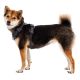 6. Ruffwear 30503-042M szelki dla psów / kotów M Szary Nylon, Poliester Pies Nierozciągliwa uprząż