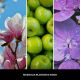 3. Odświeżacz do samochodu PINK - MAGNOLIA BLOSSOM & WOOD MILLEFIORI