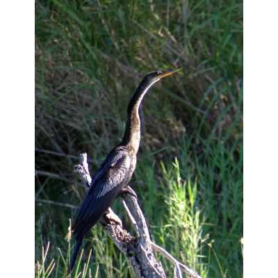 10. Celestron Regal M2 65ED luneta 48x BaK-4 Czarny, Zielony