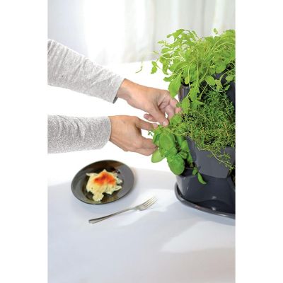 10. OGRÓD WERYKALNY DONICZKA KASKADA DO ZIÓŁ - GRAFIT