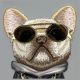 9. Etui Nimmy Glasses Cool Dog na iPhone 16 - szare