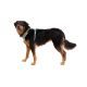 7. Ruffwear 30503-355S1 szelki dla psów / kotów XS Zielony Nylon, Poliester Pies Nierozciągliwa uprząż