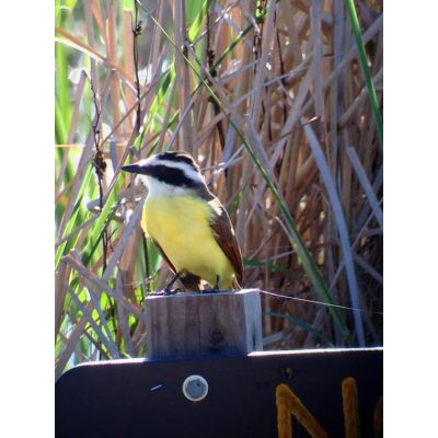 13. Celestron Regal M2 65ED luneta 48x BaK-4 Czarny, Zielony